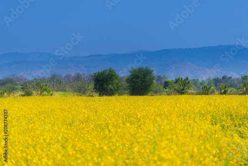Yellow flower filed with landscape view in Thialand during summer. © BUSARA