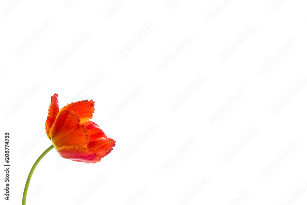 Tulip flowers on white background with space for your text. Tulip flowers on white background with space for your text.