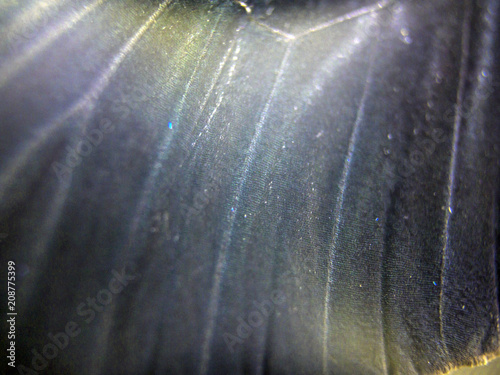 butterfly wings at higher magnification