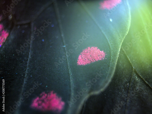 butterfly wings at higher magnification