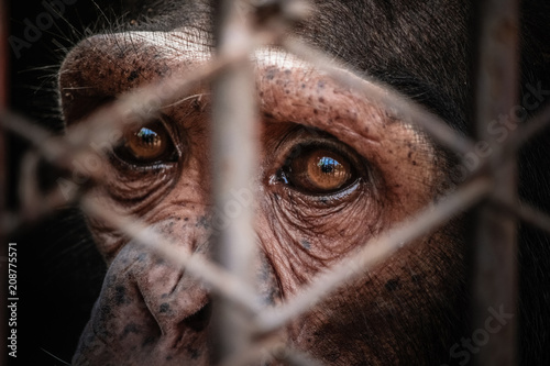 Valokuvatapetti portrait of sad imprisoned chimp behind metal bar