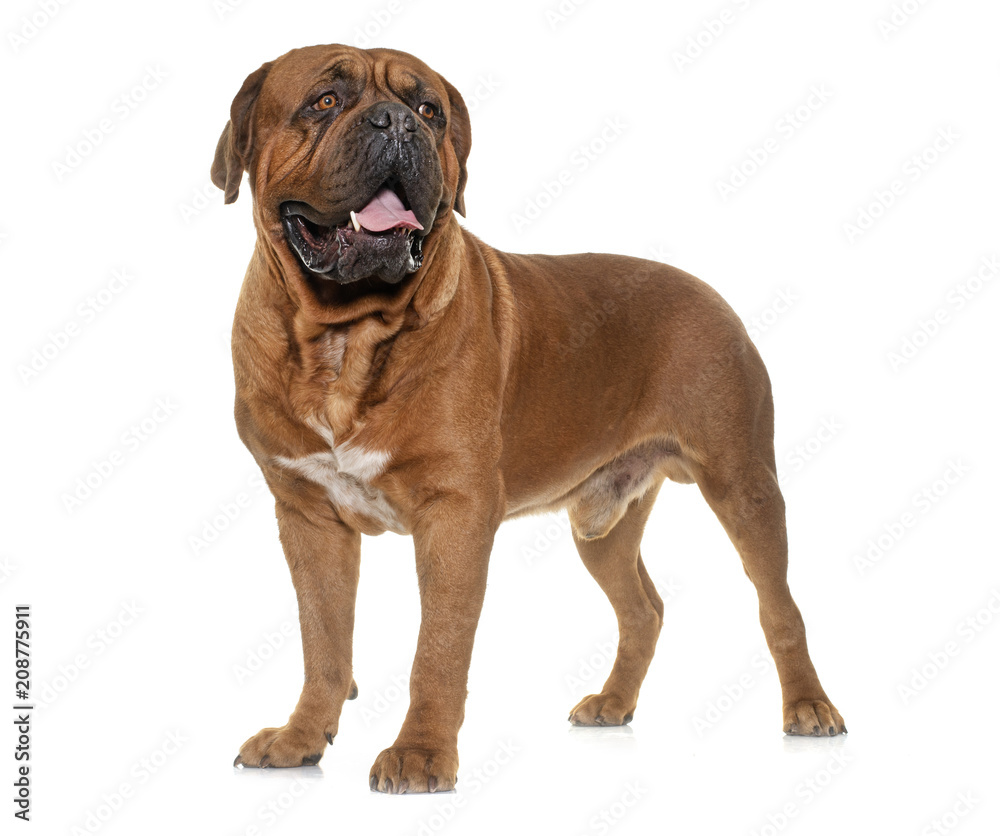 Dogue de Bordeaux