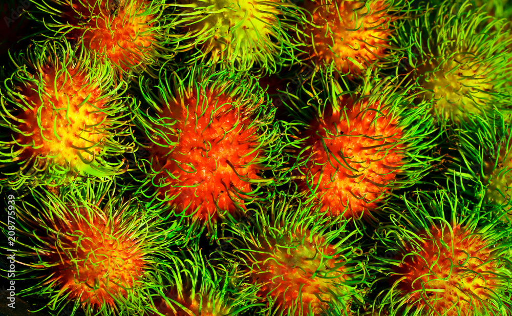 Rambutan sweet delicious fruit ofThailand. Rambutan sweet delicious fruit ofThailand.