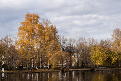 View of city park with yellow trees and pond with ducks on cloudy autumn morning.