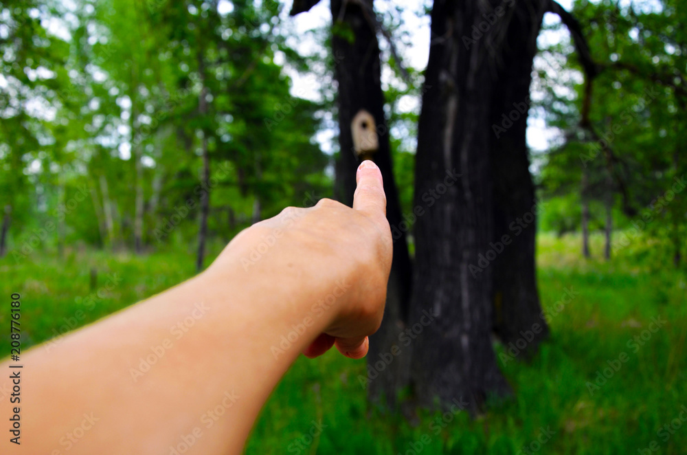 hand pointing the direction of the road in the forest hand pointing the direction of the road in the forest