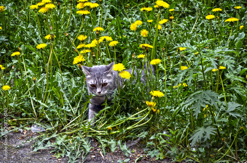 the grey cat in the flowers on the green grass, on a field of yellow dandelions