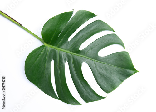 tropical botanical  leaves backgrounds on white