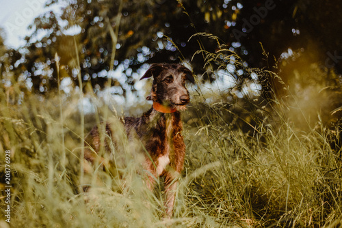 Deerhound Welpe im Grünen photo