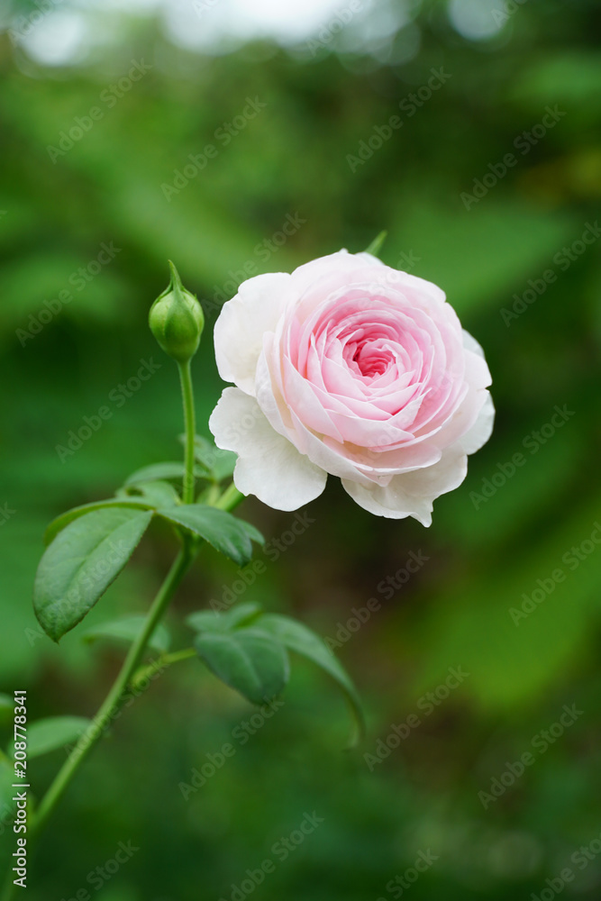 Pink roses bloom