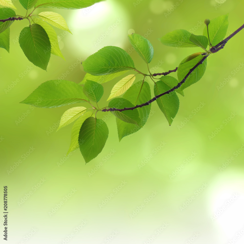 Green natural background,greenery background Green natural background,greenery background