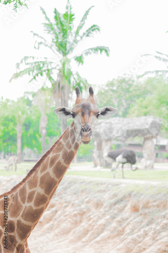 Close-up of a giraffe head at the zoo