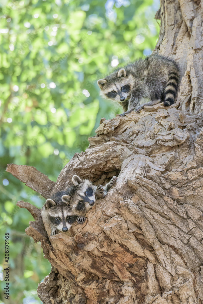 Young Raccoons- Procyon lotor Young Raccoons- Procyon lotor