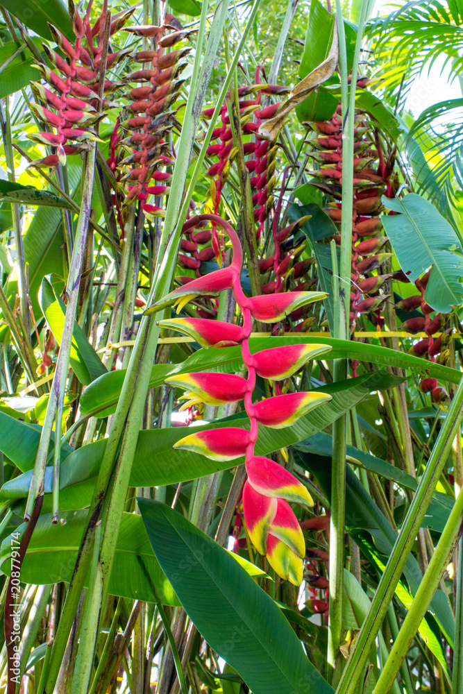 heliconia tropical flower in the asian park. banana flower.