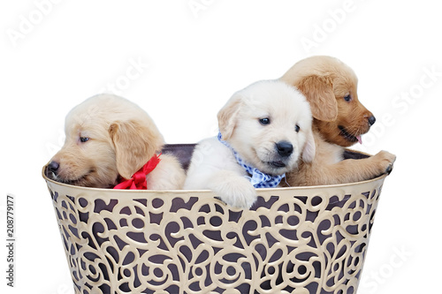 Three Golden retriever puppy lovely sitting in gold basket. White background.
