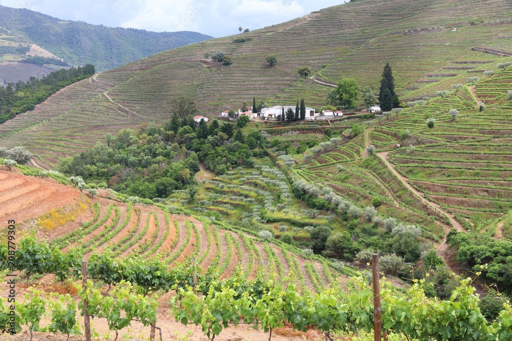 Obraz premium Region winiarski Portugalii
