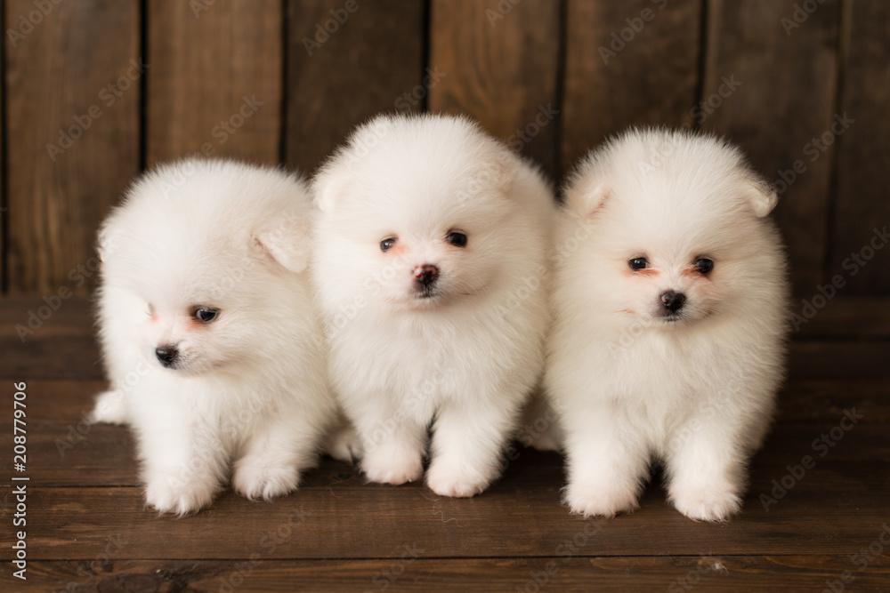 Little Pomeranian spitz-dogpuppy.It can be used as a background Little Pomeranian spitz-dogpuppy.It can be used as a background