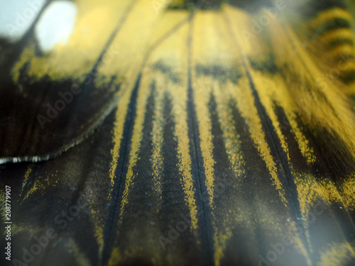 butterfly wings at higher magnification