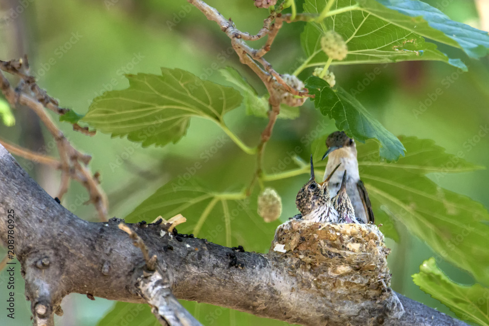 Black-chinned Hummingbird Family