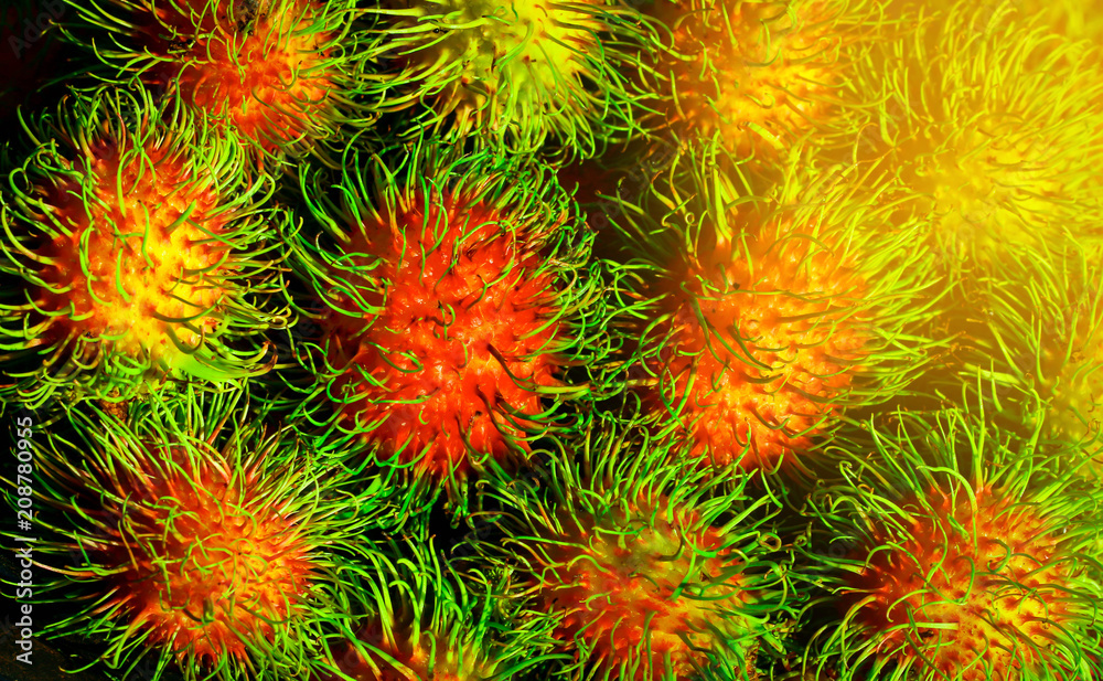 Rambutan sweet delicious fruit ofThailand. Rambutan sweet delicious fruit ofThailand.