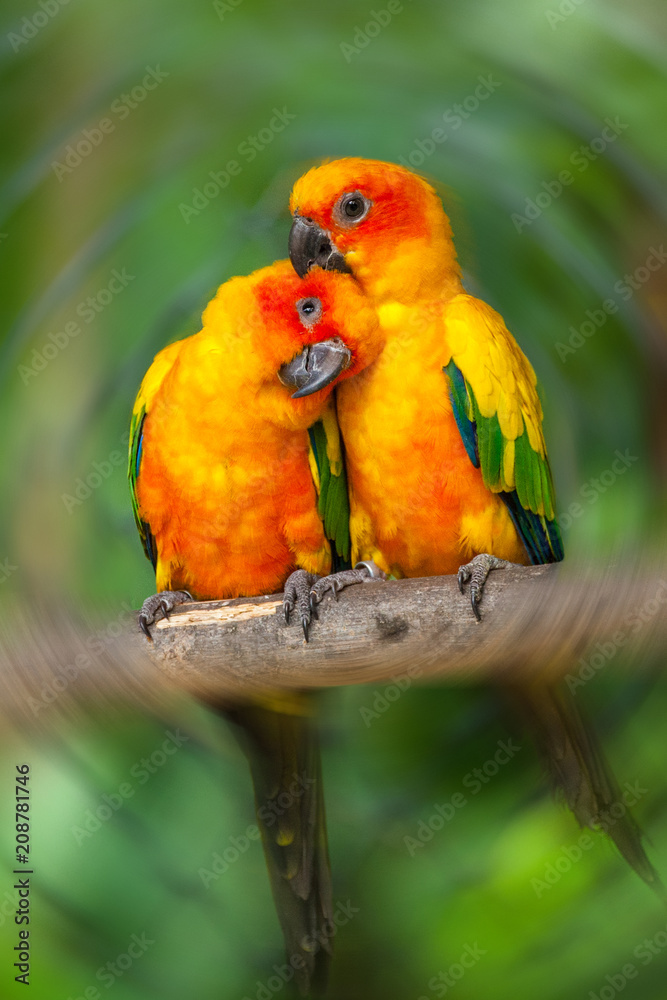 Obraz premium Couple yellow Sun conure parrot love and take care of together , lovely parrot , Beautiful parrot.