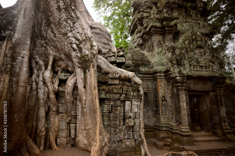 CAMBODIA SIEM REAP ANGKOR TA PROHM TEMPLE