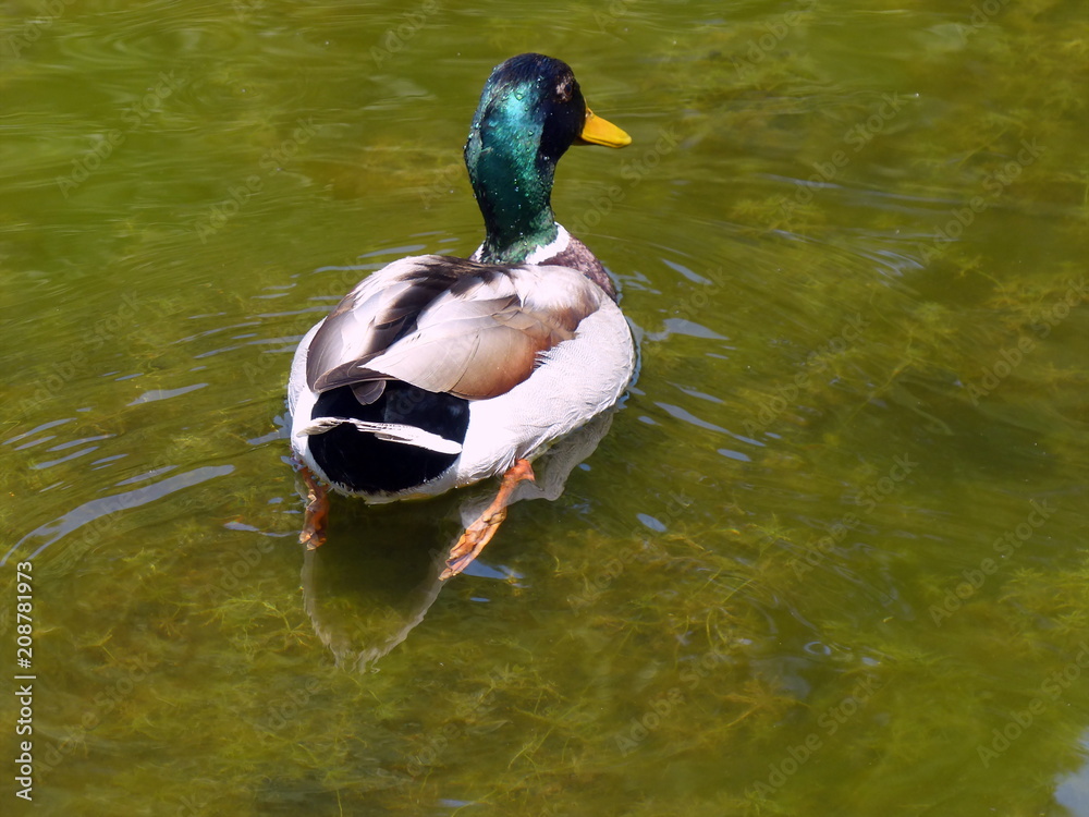 Männliche Stockente in einem Teich im Botanischen Garten der Hansestadt