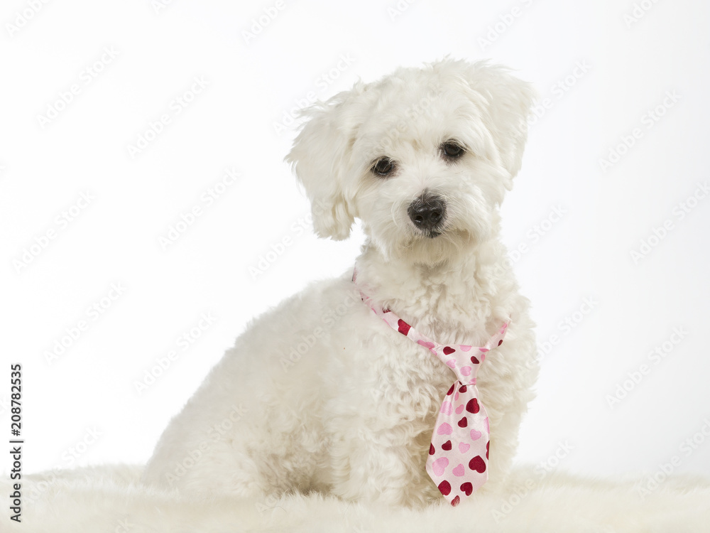 Funny dog picture. Cute white puppy dog with pink bow isolated on white. The breed is Coton de Tulear.
