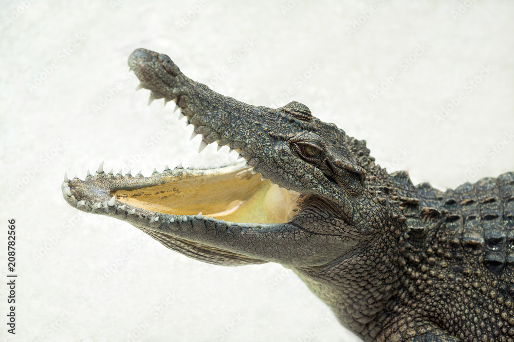 Fototapeta premium Wildlife crocodile open mouth isolated on white background