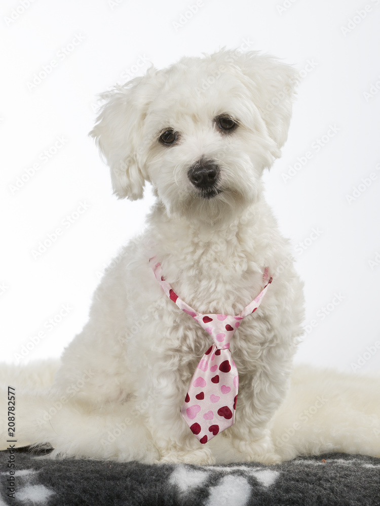 Funny dog picture. Cute white puppy dog with pink bow isolated on white. The breed is Coton de Tulear.
