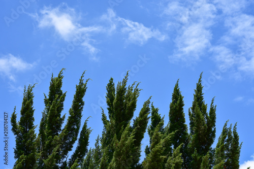 Pine tree on blue sky with cloud