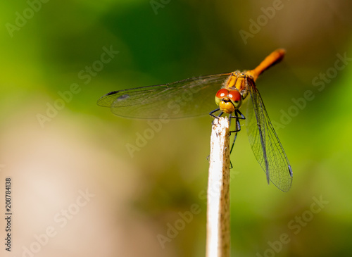 Red Darter Dragonfly