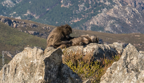 African Baboons