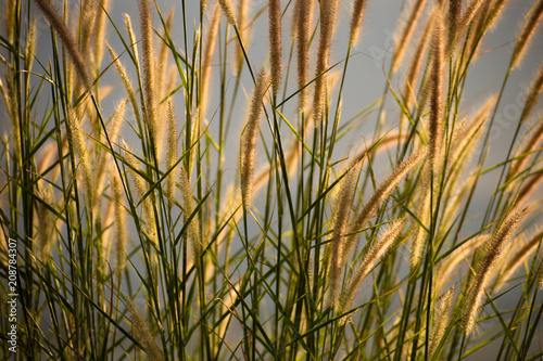 Rim light of golden grass