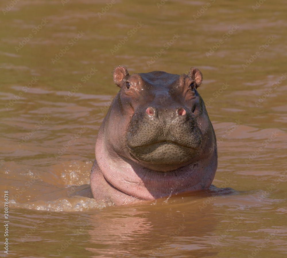 Fototapeta premium Hippopotamus