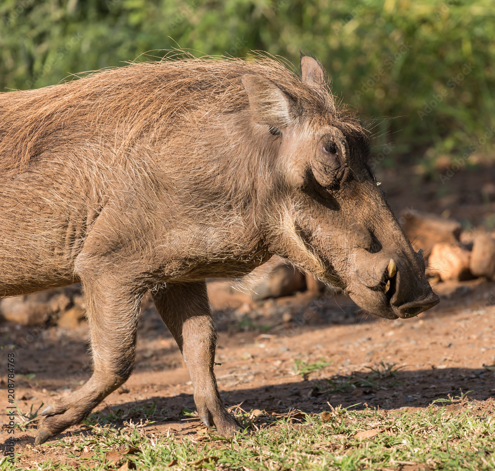 Warthog Warthog