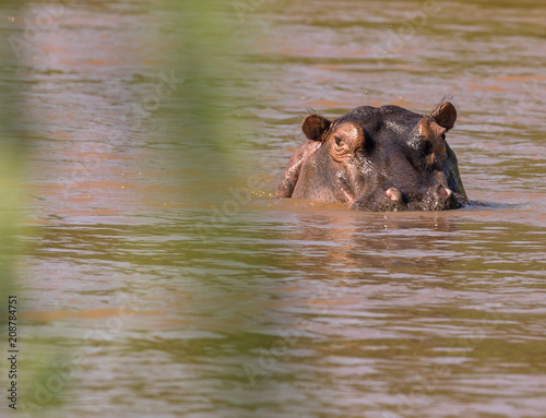 Hippopotamus