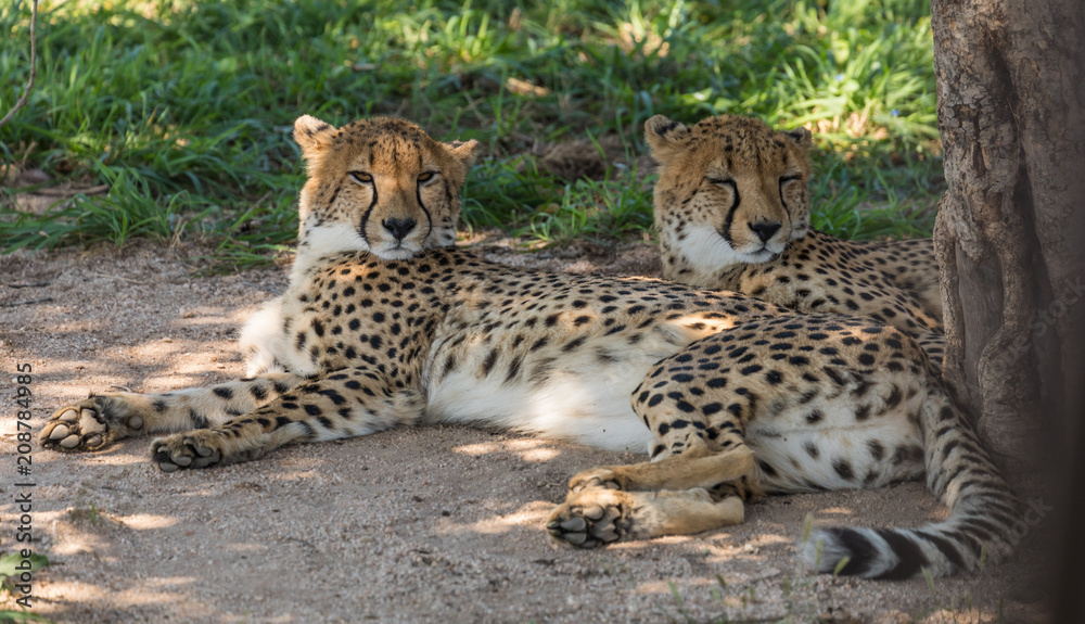Fototapeta premium African Cheetah