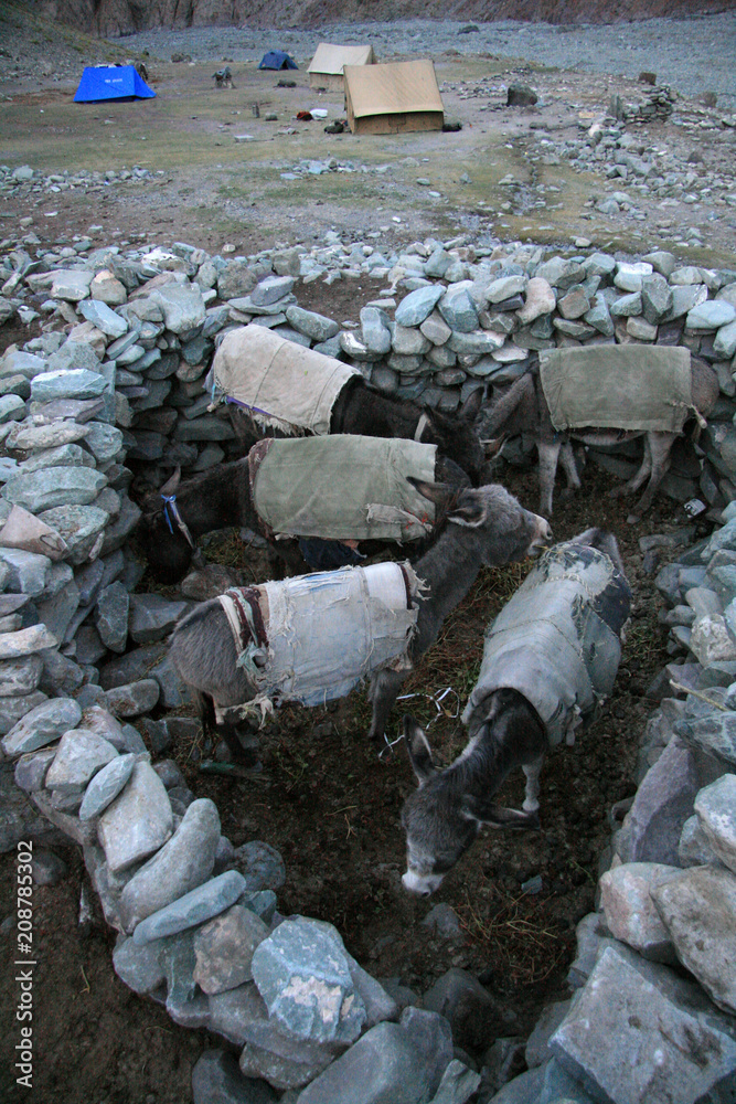 Fototapeta premium Leh, India