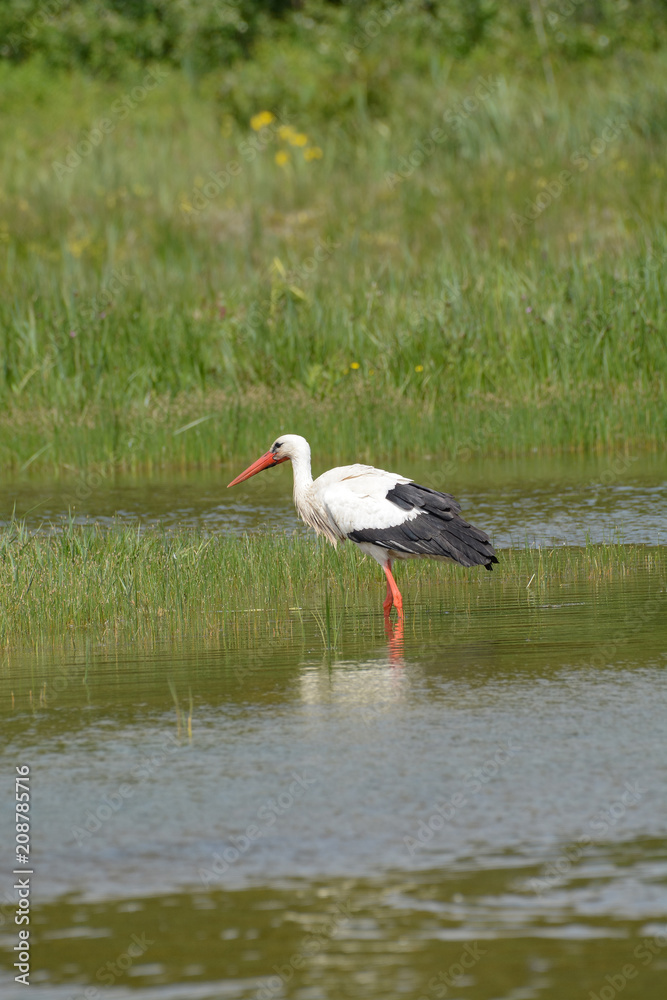 cigogne blanche cigogne blanche