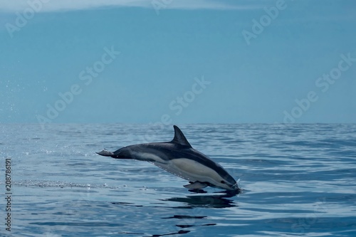Common dolphin leaping through the air in the Azores  © Charlotte