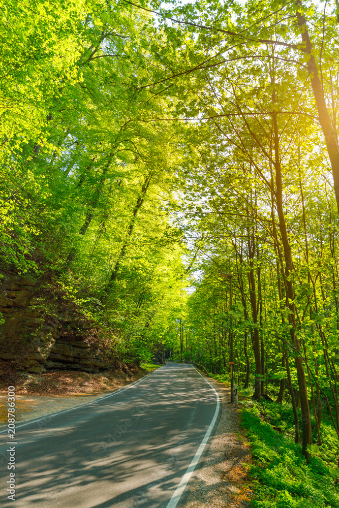 Fototapeta premium street Forest, with sunlight through trees, Germany, Bavaria