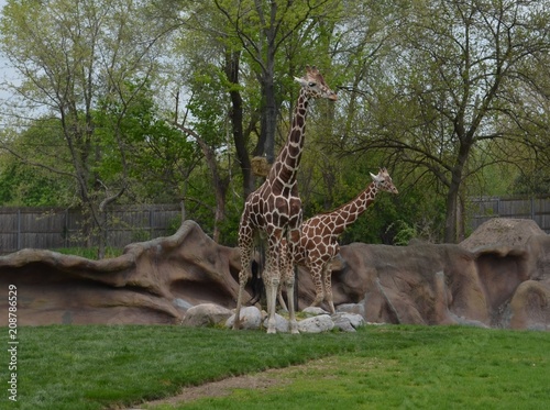 Canvas Print Giraffe