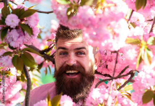 Hipster in pink shirt near branch of sakura. Man with beard and mustache on smiling face near sakura flowers. Bearded man with stylish haircut with flowers on background, close up. Perfumery concept.