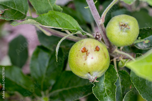 apples damaged by hail stones
