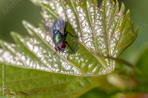 Blow fly on a green leaf photo