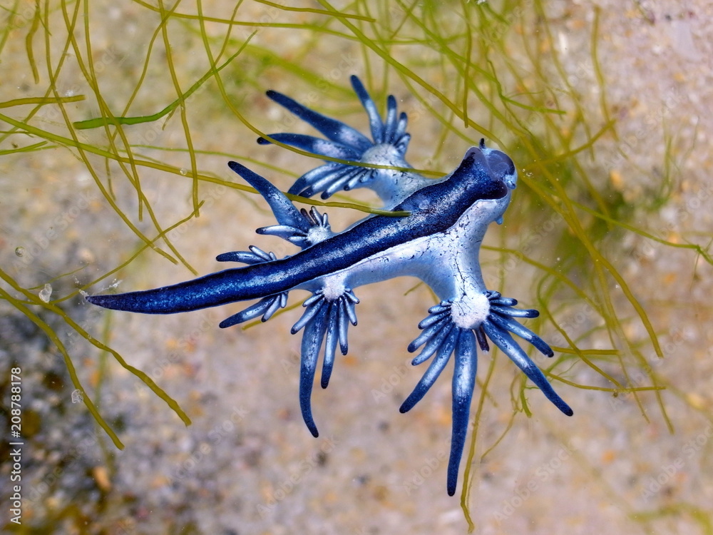 Blue dragon-glaucus atlanticus, Fadenschnecke washed ashore at Bondi