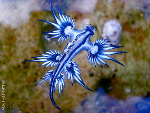 Mysterious Blue dragon-glaucus atlanticus, blue angel , Fadenschnecke  washed ashore at Bondi Beach, Sydney
