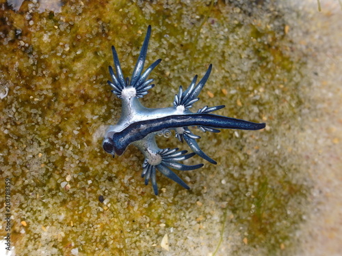 Blue dragon-glaucus atlanticus  Fadenschnecke  washed ashore at Bondi Beach  Sydney