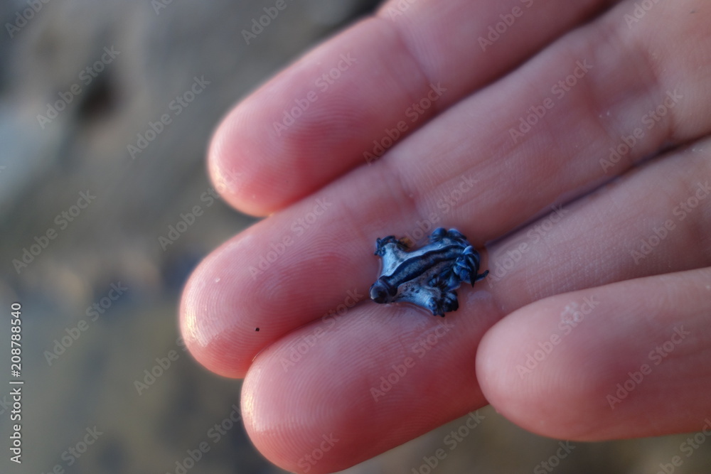 Blue dragon-glaucus atlanticus, Fadenschnecke  washed ashore at Bondi Beach, Sydney