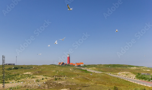 Seagulls flying in the dunes of Texel Island, The Netherlands